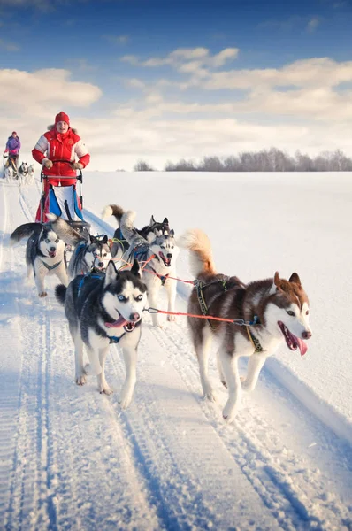 Mujer musher escondido detrás de trineo en trineo carrera de perros en la nieve en wi — Foto de Stock