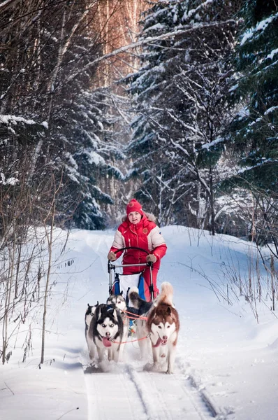 Mujer musher escondido detrás de trineo en trineo carrera de perros en la nieve en wi —  Fotos de Stock