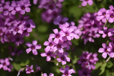 Dağlarda küçük çiçekler