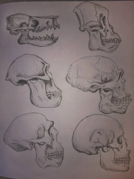 changes in the shape of the skull of human ancestors in the process of evolution