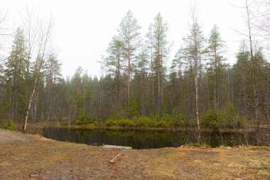 Baharın başında küçük karanlık orman gölü