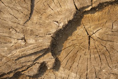 Polenin derin izlerini taşıyan büyük bir kütük bahar güneşinin altında. Yakın plan..