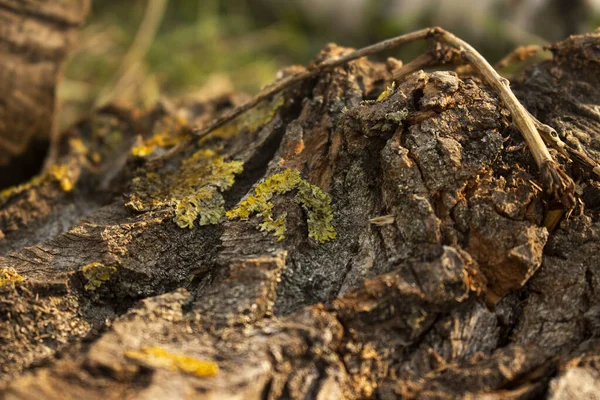 Bel Ceppo Con Muschio Verde Sotto Sole Primaverile Primo Piano — Foto Stock