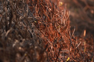 Bir sürü yanmış bahar yeşili Yangından sonra küçük çimenler, büyümeye çalışıyor.