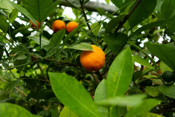 Naranjas Creciendo Árbol — Foto de Stock