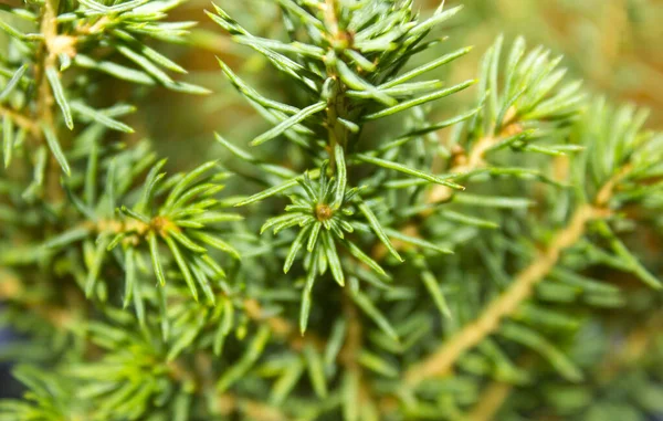 green World. dwarf spruce closeup macro photo