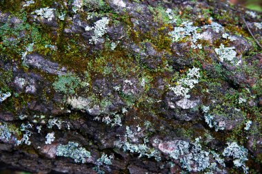 Ormanda yeşil yosunlarla kaplı eski bir ağacın kabuğu, yaklaş, üst manzara.
