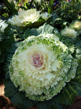 Acephala grubu Kapalı Bulanık arkaplan