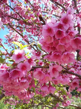 Vahşi Himalaya Kiraz Kapalı Arka plan Bulanıklığı