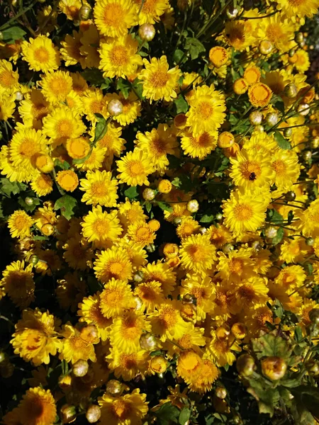 Fresh Yellow Chrysanthemum Sun — Stock Photo, Image