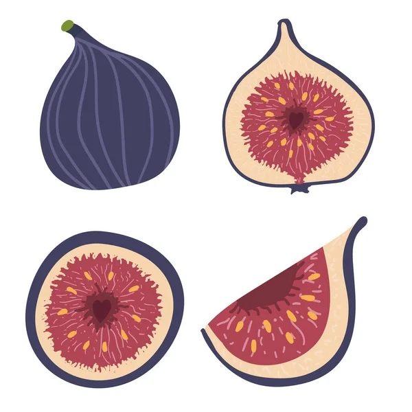 Vijgen Gedroogde Vijgen Geïsoleerd Witte Achtergrond Vector Illustratie Van Fruit — Stockvector