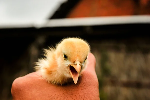 Gros Plan Poulet Orange Tenu Dans Main — Photo