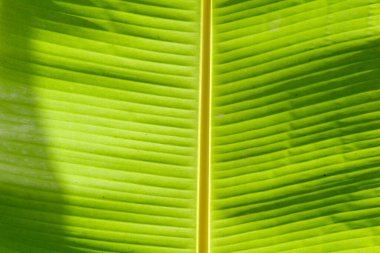 Güneşte parlayan simetrik yeşil muz yaprağı dokusu