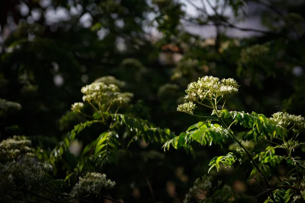 curry leaves - kadhi patta with flowers in morning sun on dark background