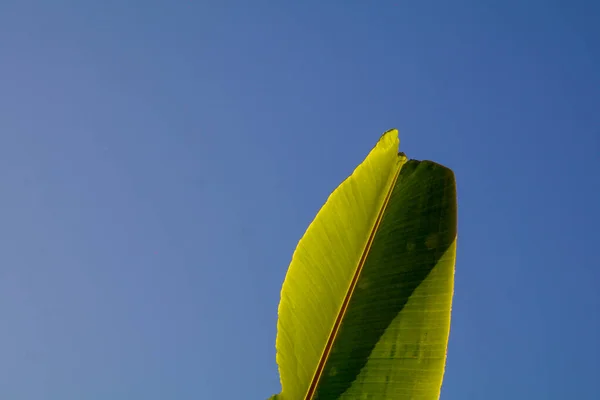 Uma Folha Banana Contra Céu Azul Liso Fundo — Fotografia de Stock