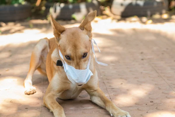 Hindistan 'da covid 19 Corona salgını sırasında maske takan evcil bir köpek.