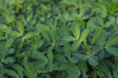 Hindistan 'daki bir çiftliğin yer fıstığı yapraklarını kapatın.