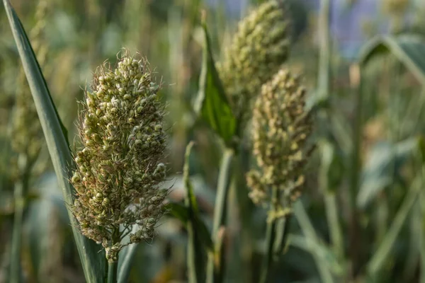 Arkaplanı daha bulanık olan bir sorghum corm 'u kapat. Hindistan 'da ücra bir köyde. 