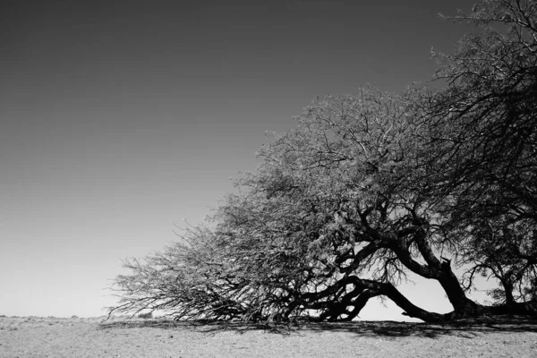 Baum Der Wüste — Stockfoto