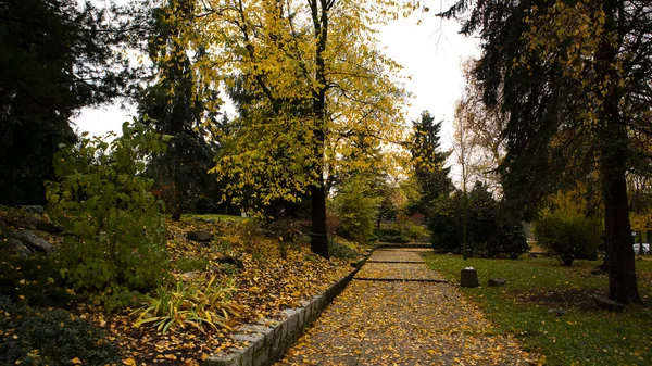 黄色とオレンジの葉が木から落ちてくる公園の秋の道 — ストック写真