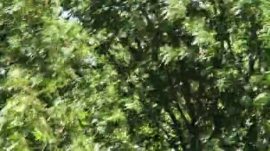 Güçlü Rüzgarda sallanan Güzel Ağaç Dalları 