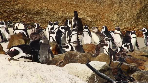 Pingüinos en Boulders Beach en Sudáfrica al atardecer — Vídeo de stock