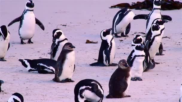 Pingüinos en Boulders Beach en Sudáfrica al atardecer — Vídeo de stock