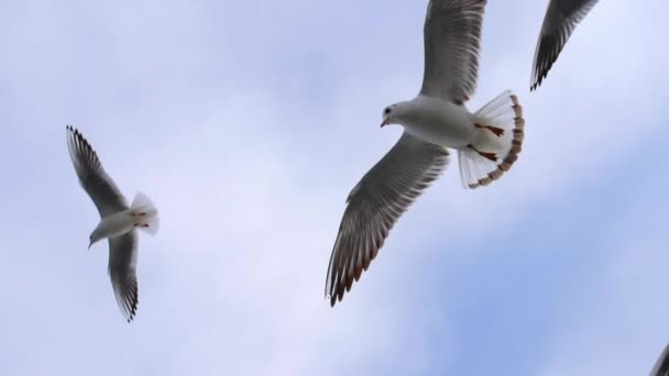 Стая Seagull, летящая в медленном движении — стоковое видео