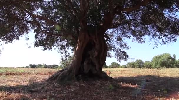 Velmi starý olivový strom na jihu Itálie Naklonit — Stock video