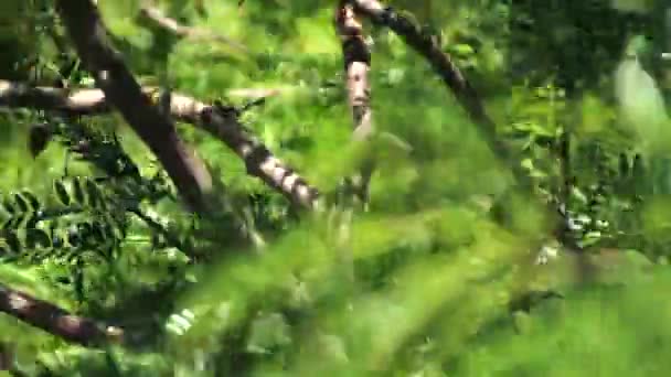 Hermosas ramas de árboles balanceándose en el fuerte viento — Vídeos de Stock