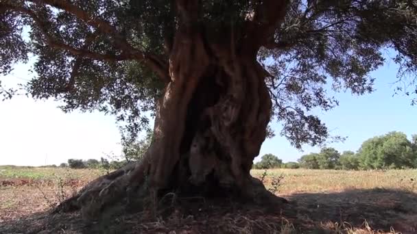 Zeer oude olijfboom in Zuid-Italië betegeld — Stockvideo