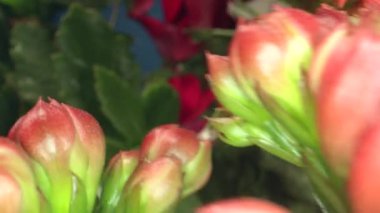 Cyclamen 'in Makro Çekiminin İçindeki İzleme Böcek Gözünden Yerleştiriliyor
