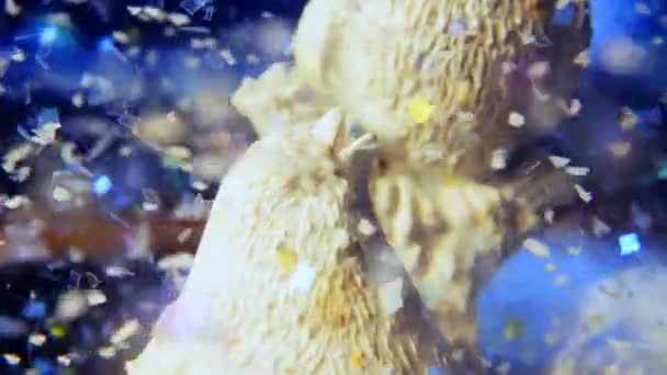 Macro-shot super large de globe de neige avec oiseau dedans — Video