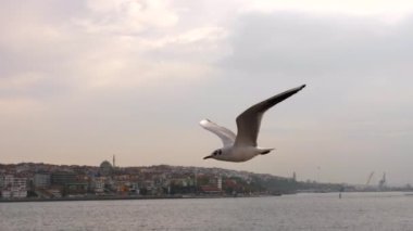 Tek Martı İstanbul Boğazı 'ndaki Kameraya Yakından Uçuyor