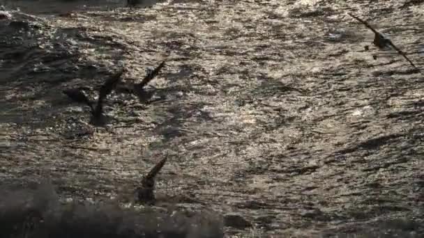 Olas marinas del Bósforo y silueta de gaviotas que pasan en cámara lenta extrema — Vídeo de stock