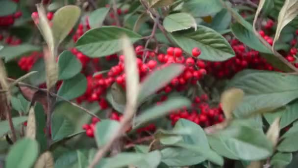 Bagas de Natal na natureza Close Up — Vídeo de Stock