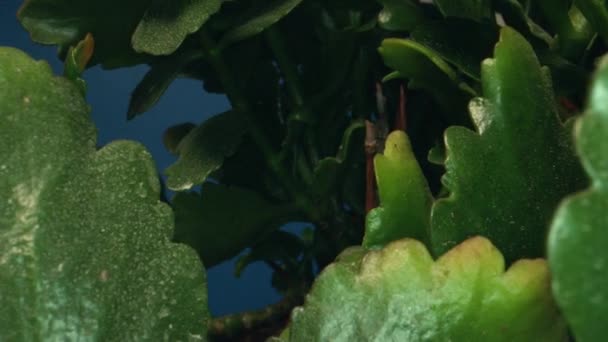 Tracking Inside Macro Shot of Cyclamen Plant through Bugs Eye — Stock Video