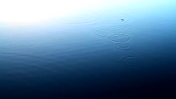 Vodní Trhliny Vytvořené Rybami Jezera — Stock video