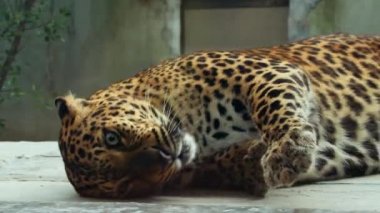 Oyuncu Jaguar Yaklaş