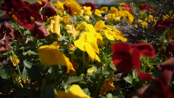 在得克萨斯州博览会上的美丽花朵的特写Ibn超级慢动作 — 图库视频影像