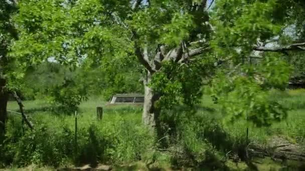 Tracking Shot Coche Abandonado Vintage Garden Mid America — Vídeos de Stock