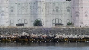 Haydarpaşa İstanbul limanında bir grup martı ve karabatak hizaya girdi