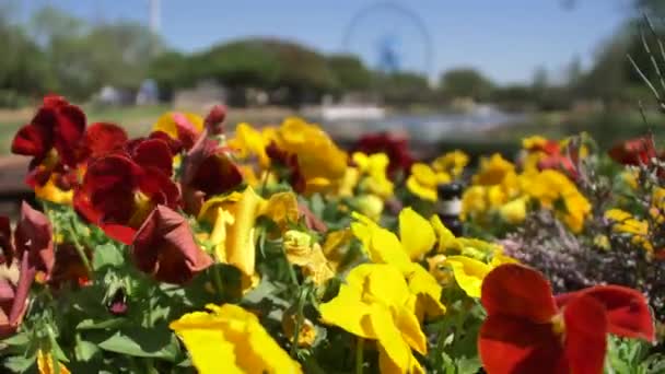 Primer Plano Hermosas Flores Feria Estatal Texas — Vídeos de Stock