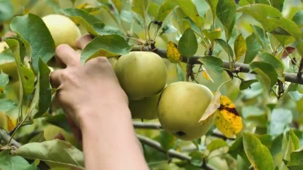 Close Van Een Vrouw Plukken Rijpe Appel Van Appelboom — Stockvideo