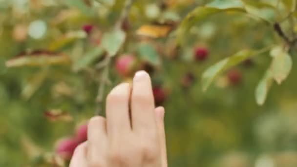 Close Van Een Vrouw Plukken Rijpe Rode Appel Uit Appelboom — Stockvideo