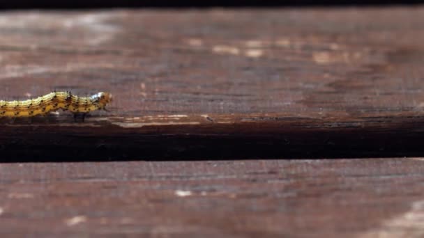 Gąsienica Walking Wooden Table Makro Shot — Wideo stockowe