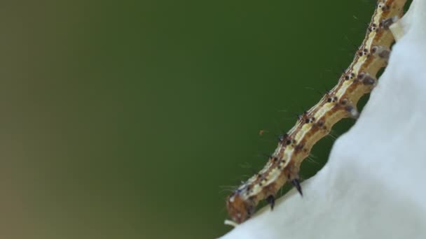 Caterpillar Desce Macro Folha Repolho — Vídeo de Stock