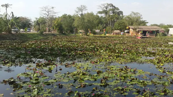 Thailandia Bellissimo Lago Con Ninfee — Foto Stock