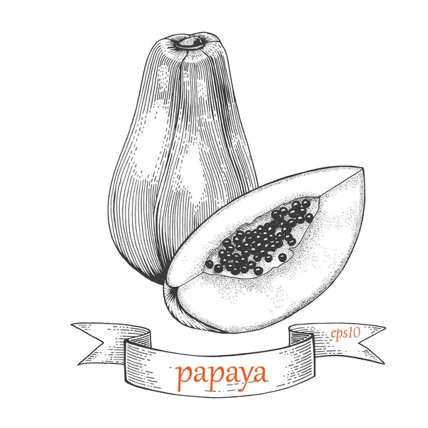 Papaya Sketch Ilustración Vectorial Dibujado Mano Dulce Exótica Tailandia Papaya — Vector de stock