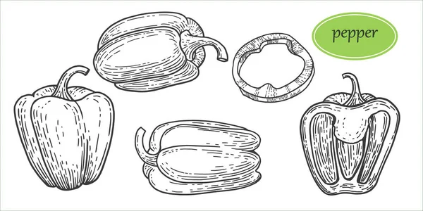 Klasik Çan Biberi Çizilmiş Vektör Seti Ayrıntılı Vejetaryen Yemek Çizimi — Stok Vektör